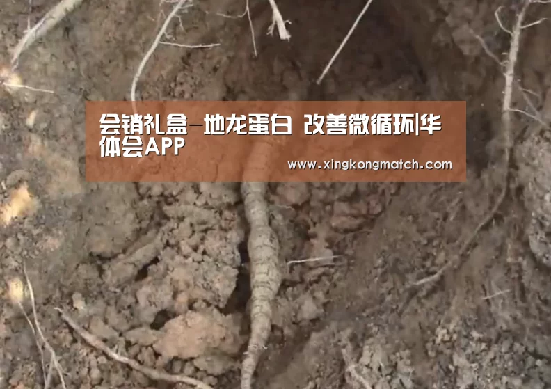 会销礼盒-地龙蛋白 改善微循环|华体会APP(图2) 华体会快讯